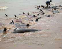 Picture 1 of 400 dead dolphins drift into the African sea