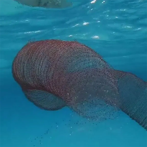 Picture 1 of 40,000 squid eggs curl like springs in the sea