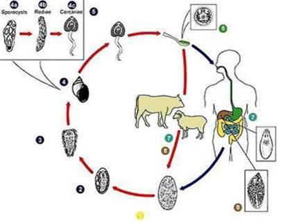 Picture 2 of 40-90% of herbivores are infected with liver fluke