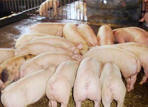 42 people have contracted pig strep images 1