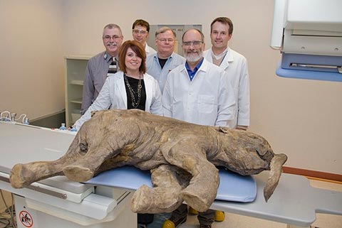 Picture 1 of 42,000-year-old mammoth corpse appeared in public