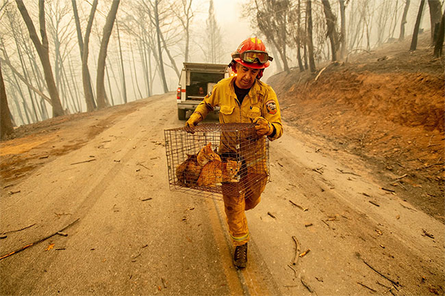 Picture 14 of 44 people died, California forest fire has never been so horrifying