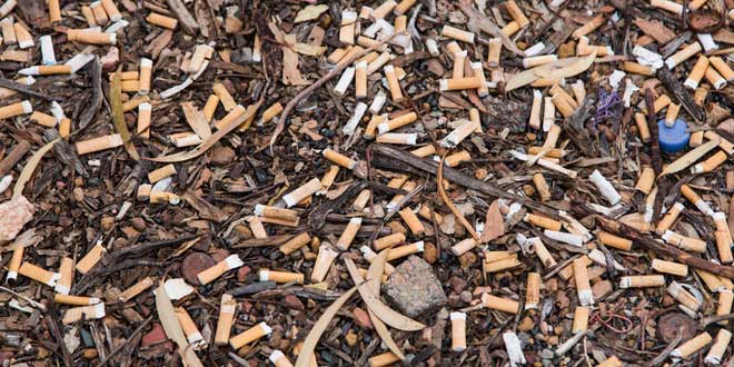 Picture 1 of 4.5 trillion cigarette filters per year are killing the world's plants