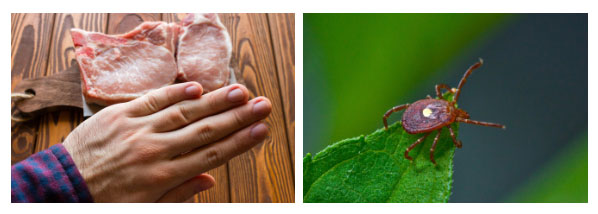 Picture 1 of 5 animals will make you miserable if you are bitten by the monstrous