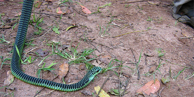 Picture 4 of 5 animals will make you miserable if you are bitten by the monstrous