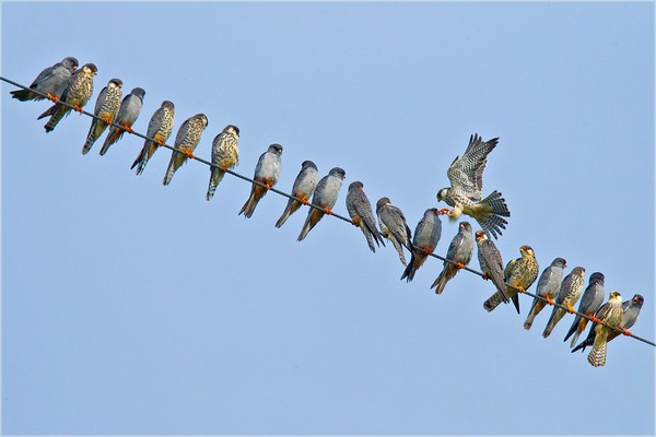 Picture 10 of 5 army of 1-0-2 animals in the ancient war