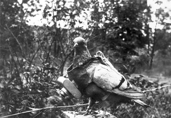 Picture 8 of 5 army of 1-0-2 animals in the ancient war