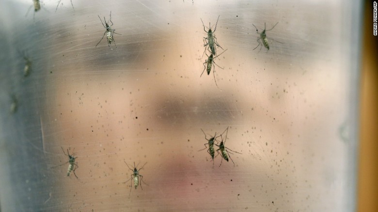 Picture 2 of 5 basic knowledge everyone should know about Zika virus