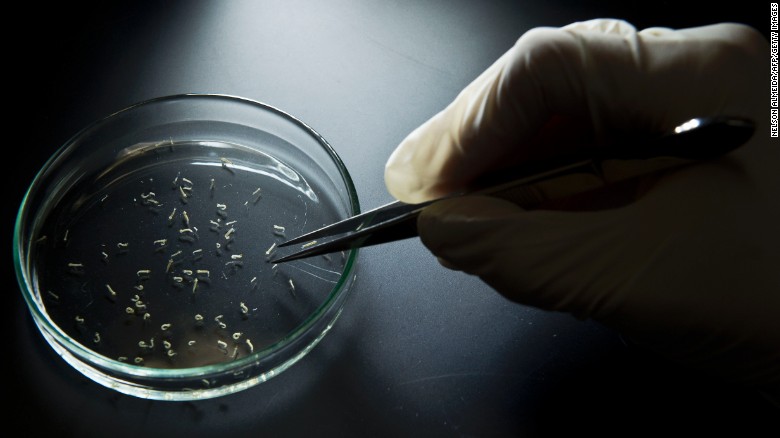 Picture 5 of 5 basic knowledge everyone should know about Zika virus