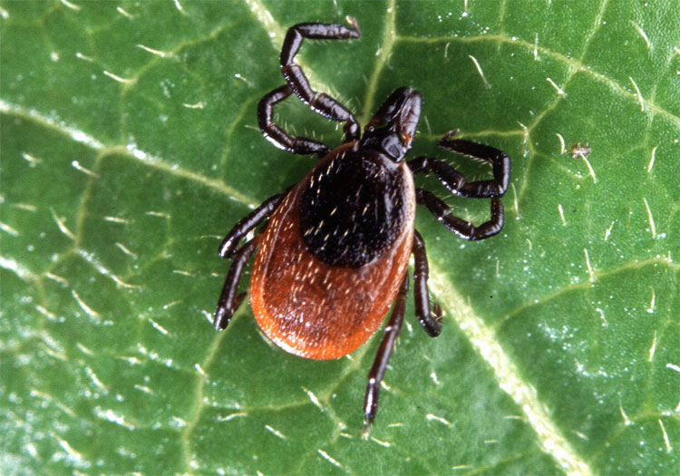 Picture 4 of 5 dangerous diseases that attack humanity due to climate change