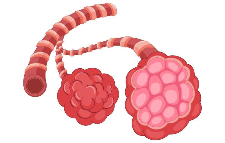 Picture 3 of 5 dangerous diseases that cause prolonged coughing should not be ignored