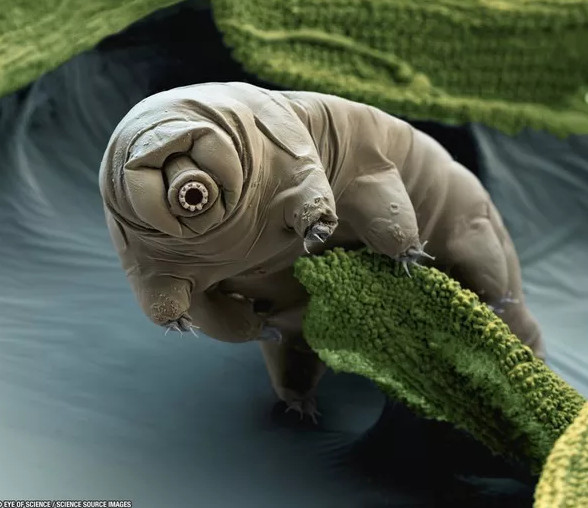 Picture 1 of 5 delicious bizarre creatures on Mars