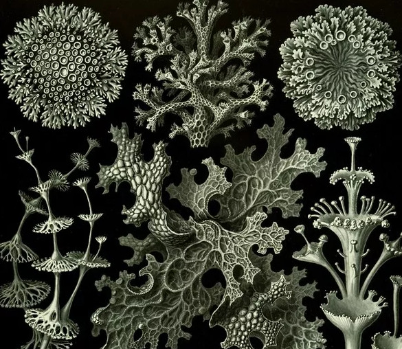 Picture 10 of 5 delicious bizarre creatures on Mars