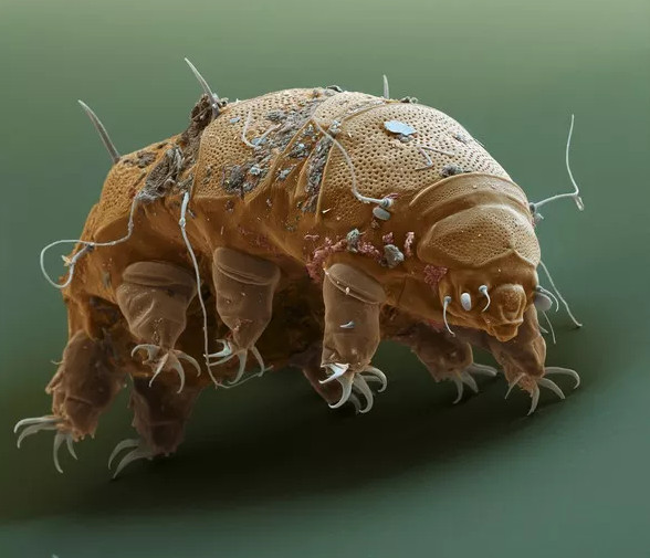 Picture 2 of 5 delicious bizarre creatures on Mars