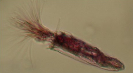Picture 3 of 5 delicious bizarre creatures on Mars