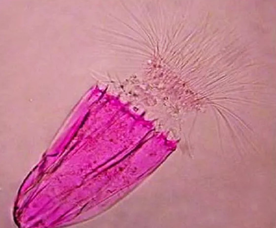 Picture 4 of 5 delicious bizarre creatures on Mars