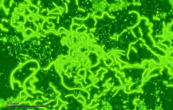Picture 7 of 5 delicious bizarre creatures on Mars