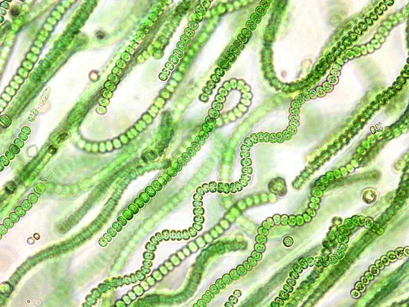 Picture 8 of 5 delicious bizarre creatures on Mars