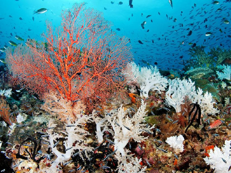 Picture 1 of 5 facts proving that the ocean is moving in a way that people cannot understand