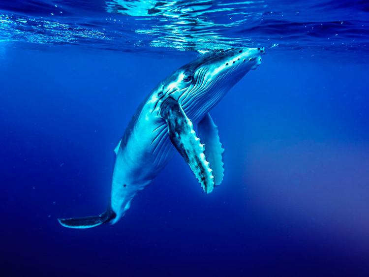 Picture 2 of 5 facts proving that the ocean is moving in a way that people cannot understand