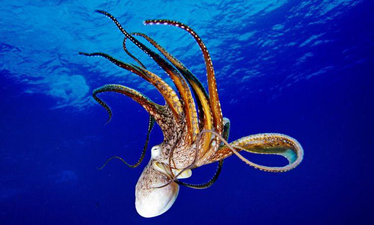Picture 4 of 5 facts proving that the ocean is moving in a way that people cannot understand