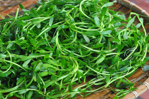 Picture 2 of 5 familiar vegetables are precious medicinal items