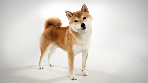 Picture 1 of 5 gentle dog breeds suitable for farming, walking without muzzle