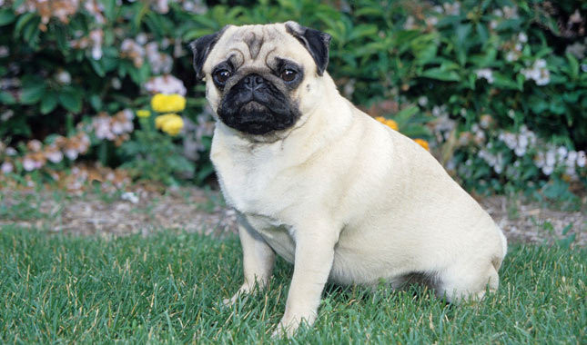 Picture 3 of 5 gentle dog breeds suitable for farming, walking without muzzle