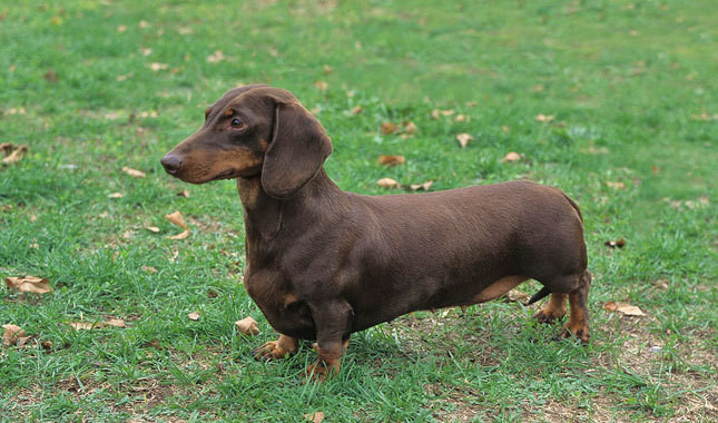 Picture 4 of 5 gentle dog breeds suitable for farming, walking without muzzle