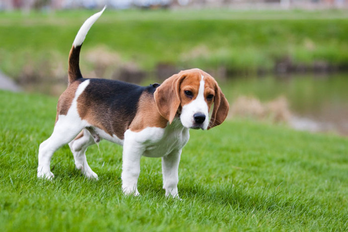Picture 5 of 5 gentle dog breeds suitable for farming, walking without muzzle