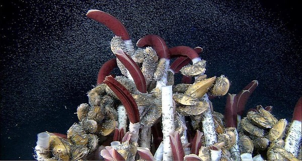 Picture 6 of 5 incredible, strange 'monsters' on the seabed