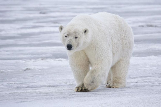 Picture 1 of 5 interesting features of the polar bear