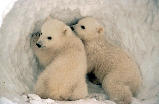 Picture 2 of 5 interesting features of the polar bear