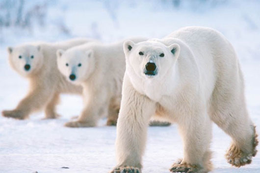 Picture 3 of 5 interesting features of the polar bear