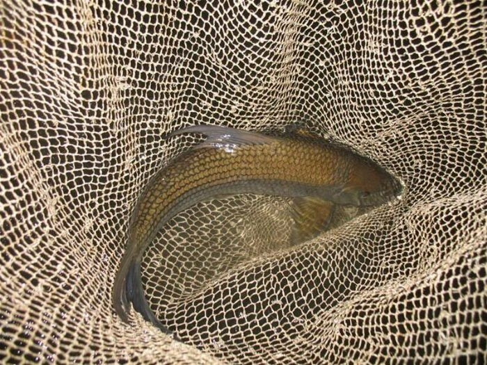 Picture 1 of 5 legendary kingfishes of Vietnam
