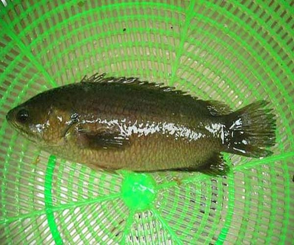 Picture 3 of 5 legendary kingfishes of Vietnam