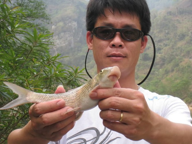 Picture 4 of 5 legendary kingfishes of Vietnam