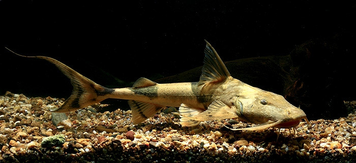 Picture 5 of 5 legendary kingfishes of Vietnam