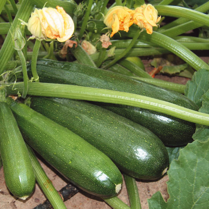 Picture 4 of 5 most effective constipation cures in the summer