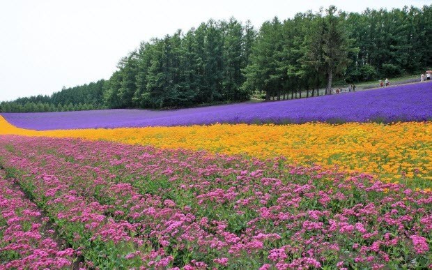 Picture 10 of 5 most famous lavender valleys in the world
