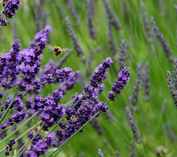 Picture 12 of 5 most famous lavender valleys in the world