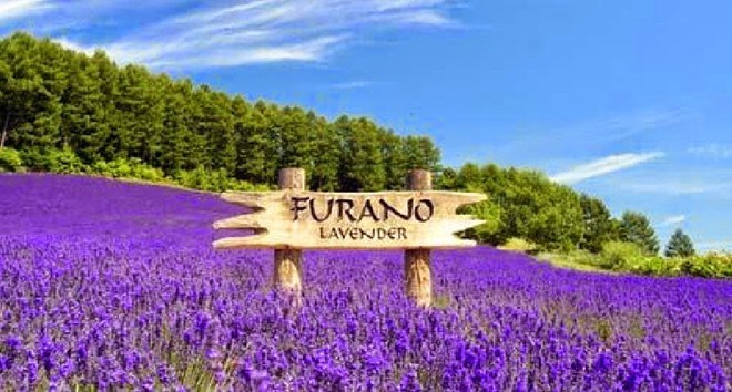 Picture 8 of 5 most famous lavender valleys in the world