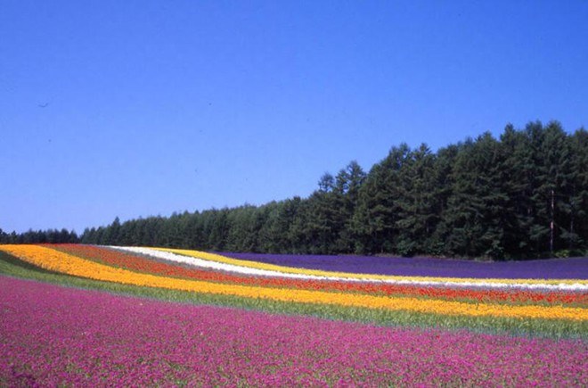 Picture 9 of 5 most famous lavender valleys in the world