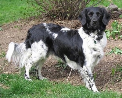 Picture 1 of 5 most rare breeds in the world