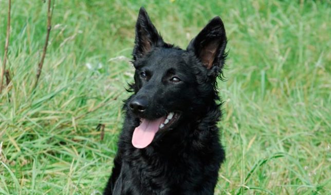 Picture 2 of 5 most rare breeds in the world