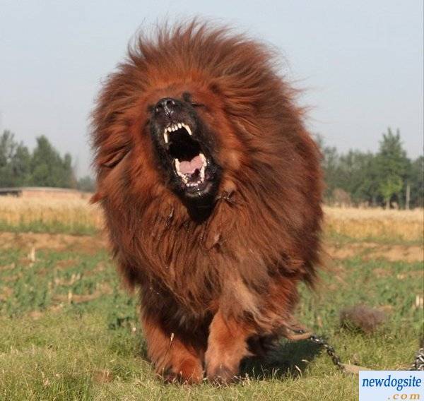Picture 3 of 5 most rare breeds in the world