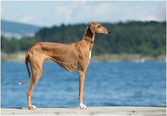 Picture 4 of 5 most rare breeds in the world