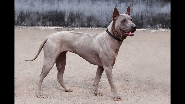 Picture 5 of 5 most rare breeds in the world