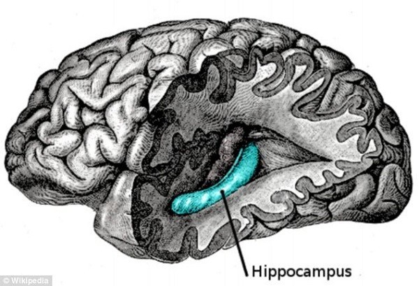 Picture 7 of 5 new discoveries that surprise the human tongue and ears