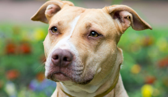 Picture 1 of 5 species of fierce dogs tend to bite the most in the world
